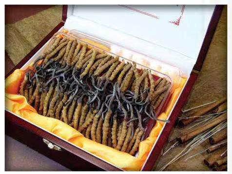 阎良冬虫夏草回收